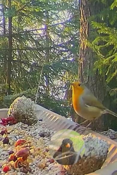 livebirdspoland_54cff2cba46eae46a0180f8315d55109.jpg