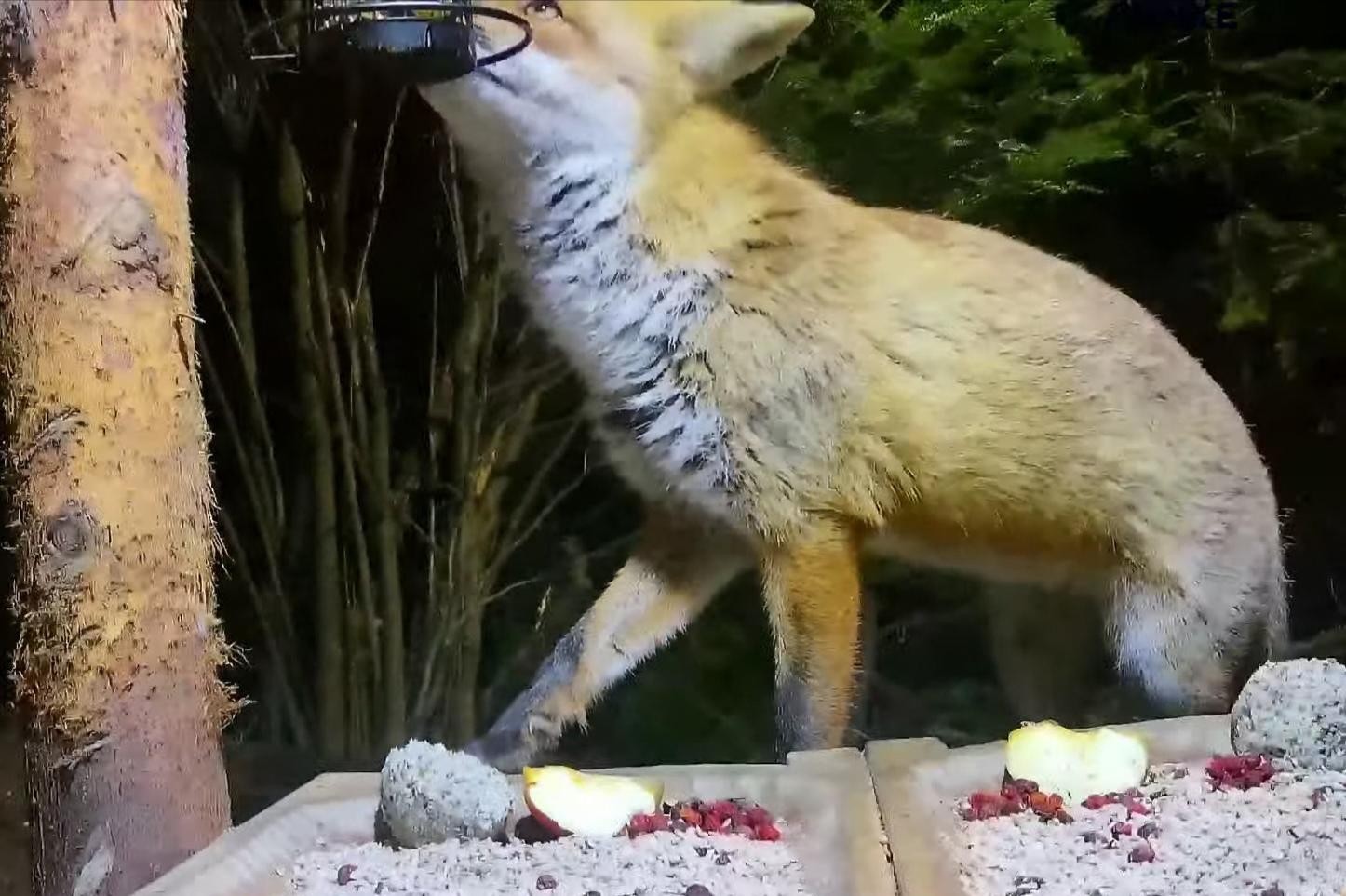 livebirdspoland_1ed85f03ba8310feac078f747fd217e4.jpg