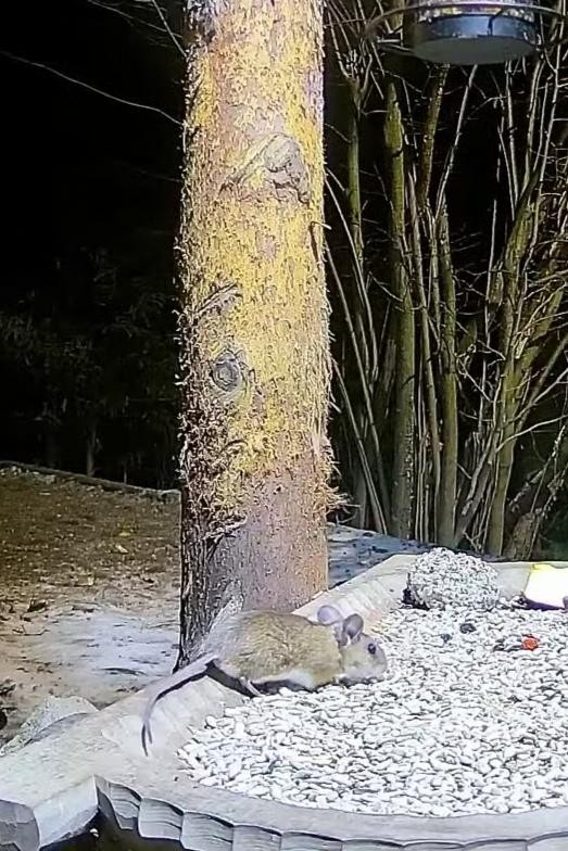 livebirdspoland_f608ccf49d360c0af8a426ff8daf8773.jpg