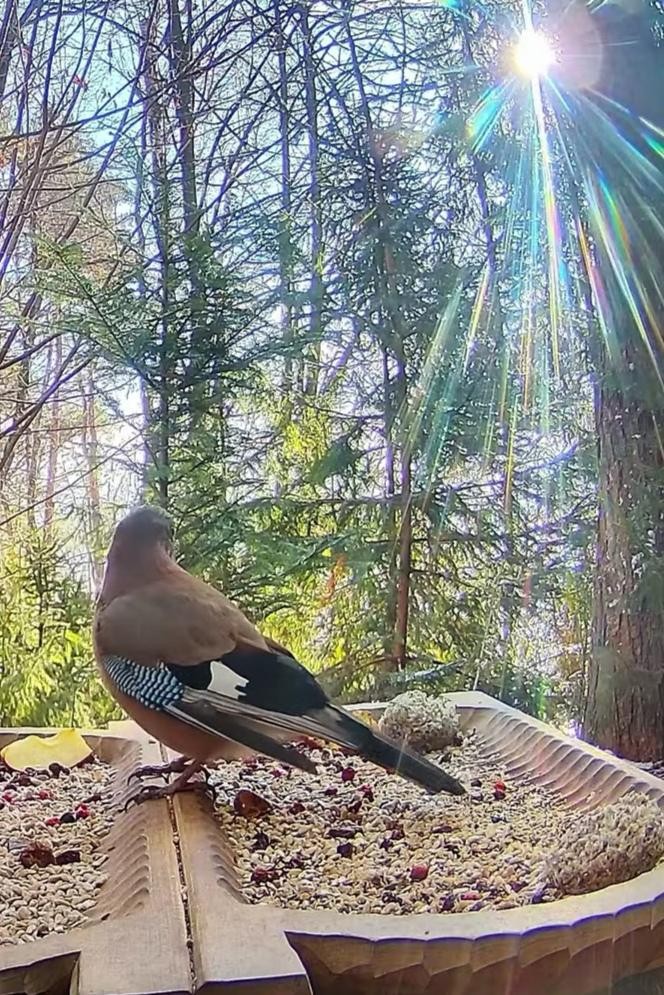 livebirdspoland_77f669a7b328b01af2d066b450325e5a.jpg