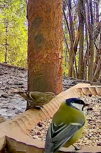 livebirdspoland_5287696b4a5e4d0d26e15d1d264910bf.jpg