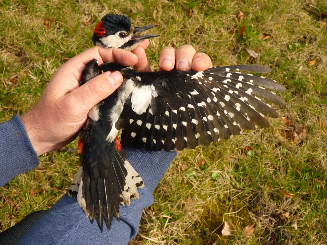 livebirdspoland_67c8ca5cb4a60e5158466dba0e846770.png