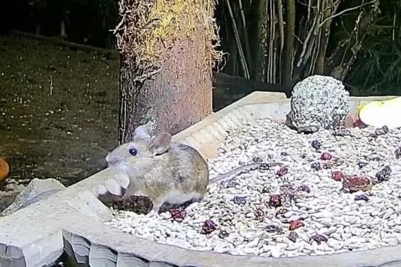 livebirdspoland_869506b4a3bcd09b0fa9e65b3b3c920a.jpg