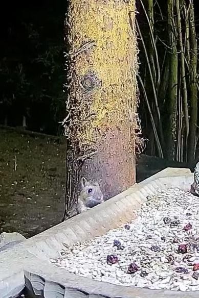 livebirdspoland_7b6869cb5c7a6c5c0e63801a7e8b1922.jpg