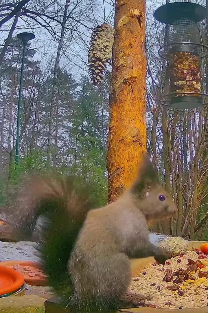 livebirdspoland_81e89fd5f41678d981dea0850aac65d9.jpg