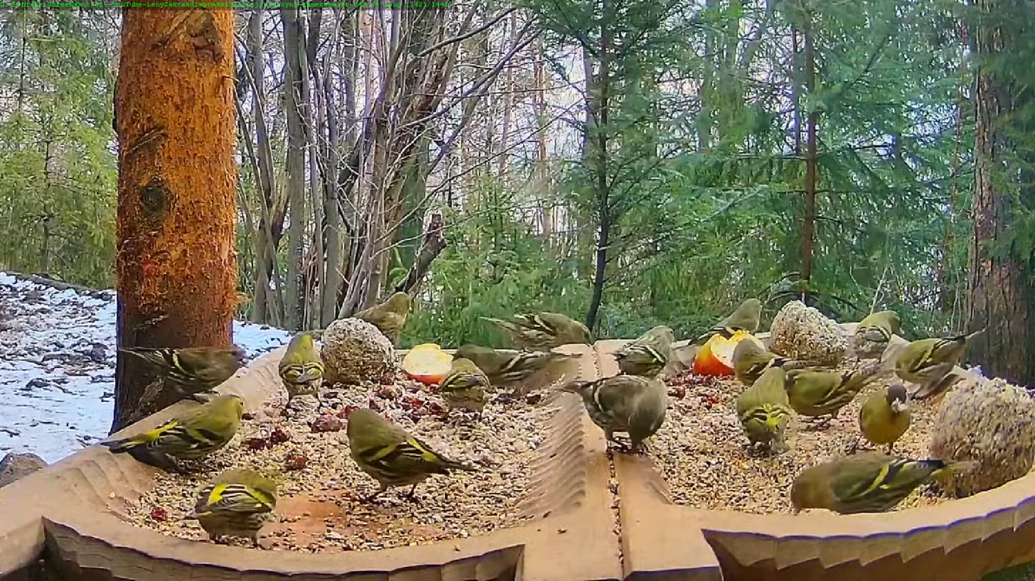 livebirdspoland_3e19123c448e23656abf59c9a76a056f.png