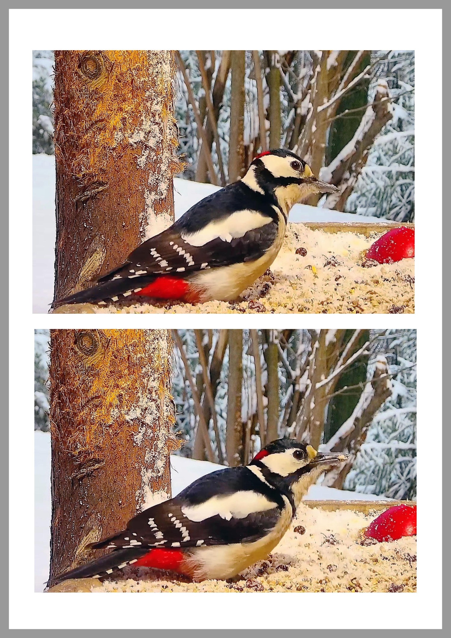 livebirdspoland_e31feeb49faf29823f4318525105c0a8.jpg