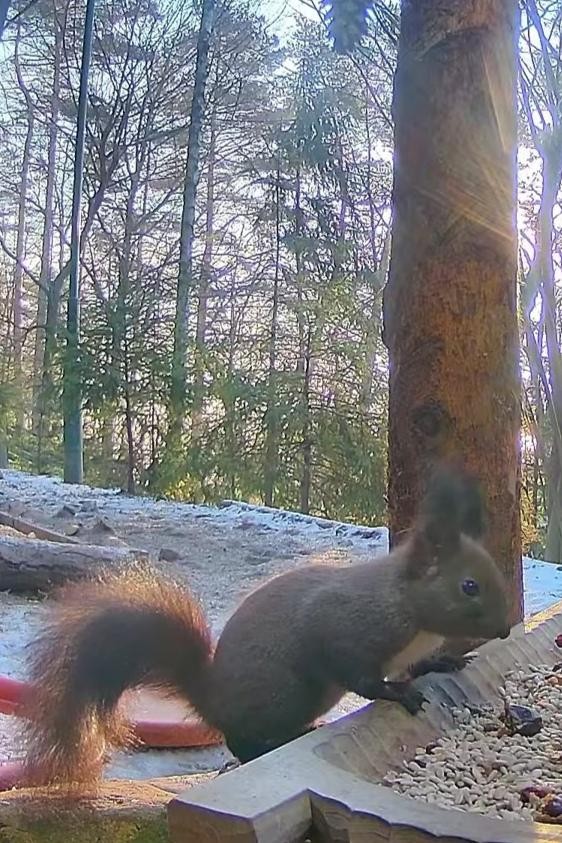 livebirdspoland_3c141b8aa6f31e85db15674530777445.jpg