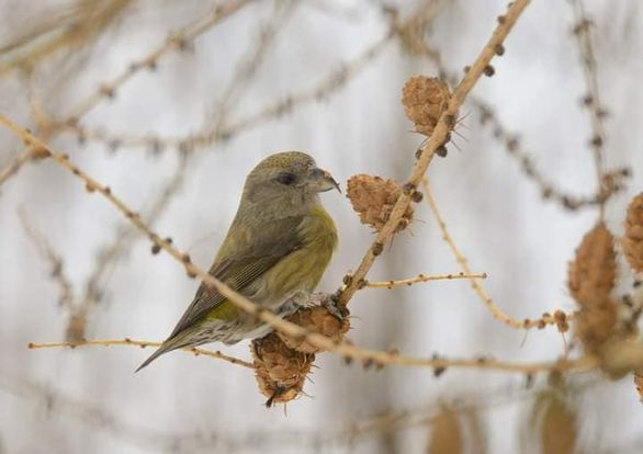livebirdspoland_0ee2aac18164cfbb4cfffd3866304ed0.png