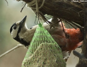 livebirdspoland_69f555e708c74724b24f5a78cb790143.png