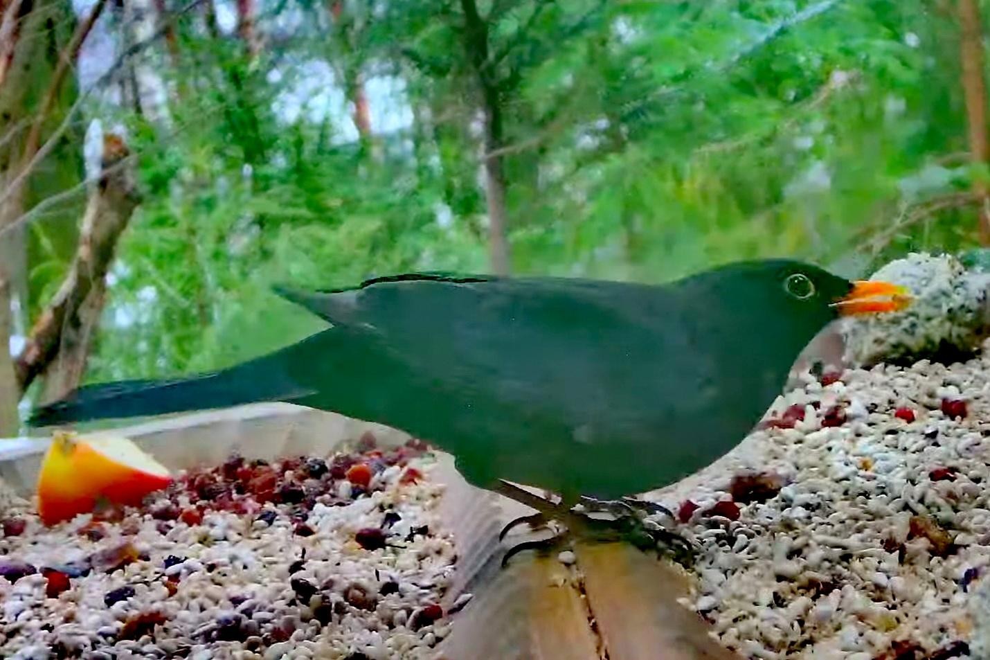 livebirdspoland_338b4870ba1a7669874bde1ae9e6fcd1.jpg
