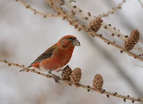 livebirdspoland_585bf62ccd6357fc39e9403ecb2fcb3b.png