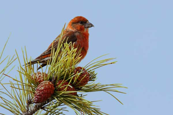livebirdspoland_b5d9fc4c8580ccd14bde263df7f9d412.png
