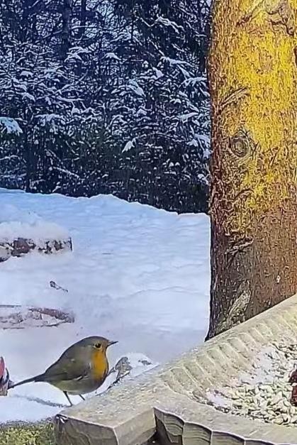 livebirdspoland_39aab8548982e84fbd92f250363571cc.jpg