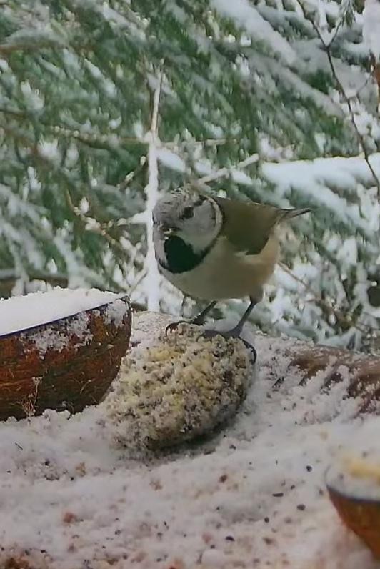 livebirdspoland_d3b57b5db853d6131ae0aa814ee4c4fc.jpg