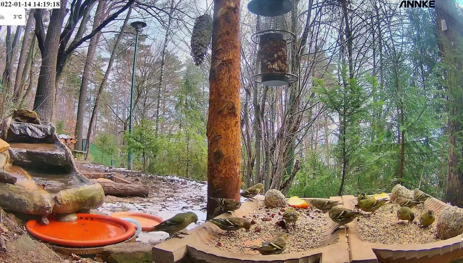 livebirdspoland_a9c3ad46acea8f08eb81269cb081da5b.jpg