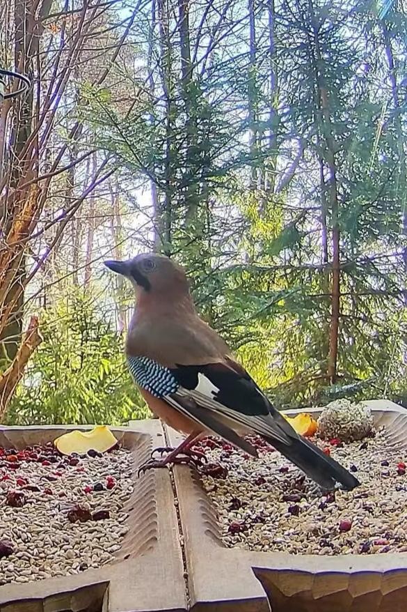 livebirdspoland_955b321f8511758f7c97e50c4c3bd769.jpg