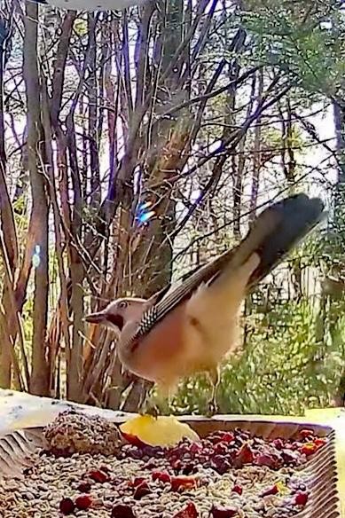 livebirdspoland_2b6200c58f4e70078932f22838c36564.jpg