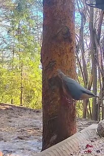 livebirdspoland_f2d602a8c2a5c5a01bc4235475adfb17.jpg