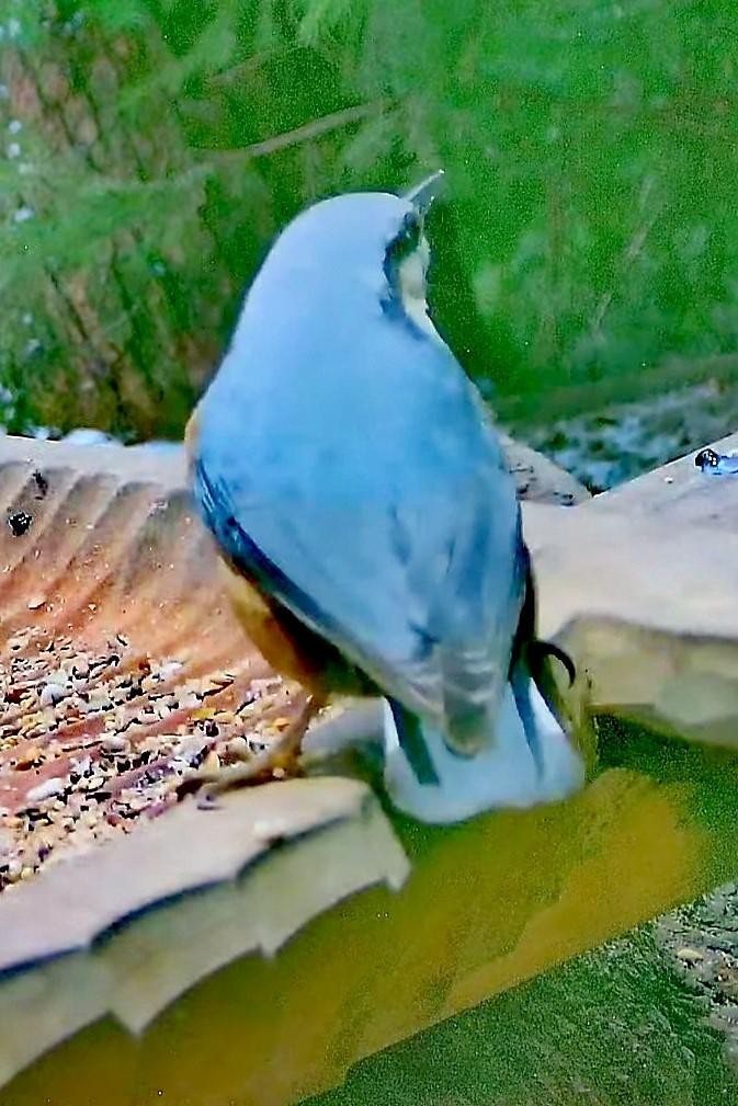 livebirdspoland_eebb56026fb7b7d0ae0e517dc348e98c.jpg
