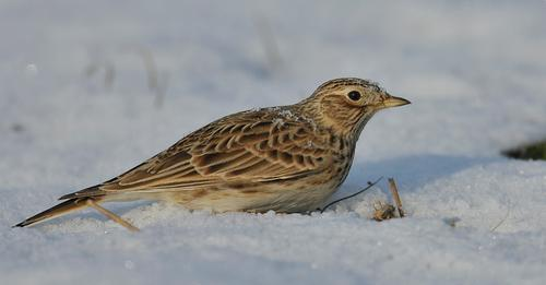 livebirdspoland_6c6a590e80c9c5bc37bfef672233c5c9.png