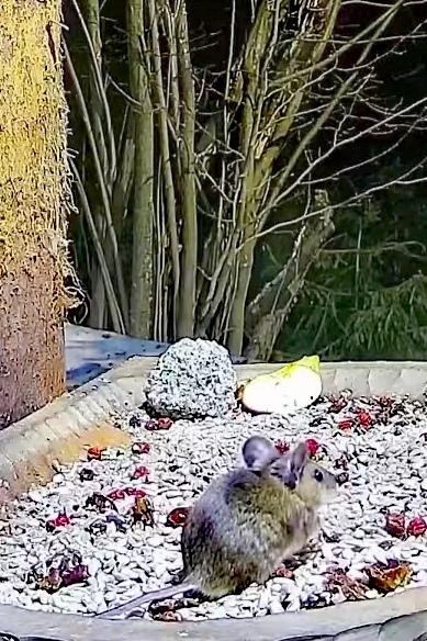livebirdspoland_5e467b391960f7c86959e97c1969b3e9.jpg