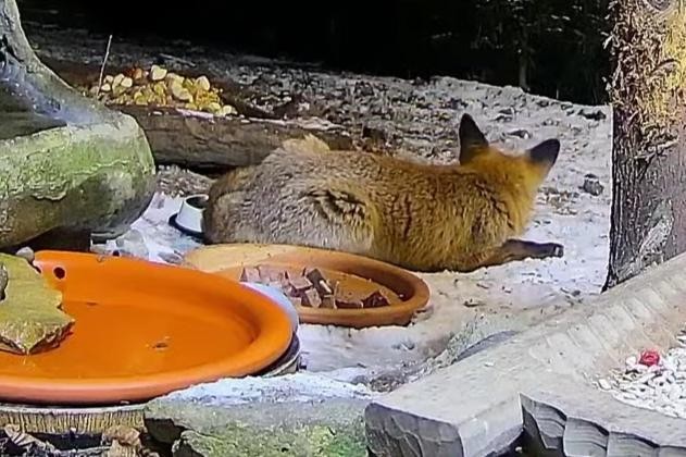 livebirdspoland_9798c429a79926926a0801e4b06e7b49.jpg