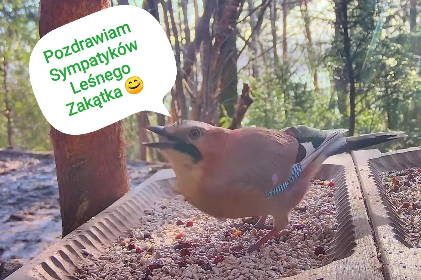 livebirdspoland_8a49e4b159158f408e411d3134912906.jpg