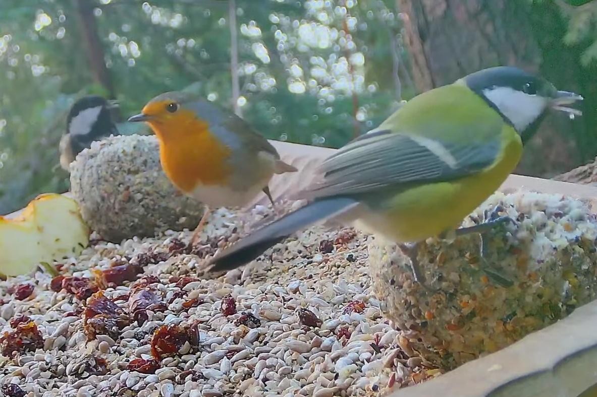 livebirdspoland_92e65f81364c848773f93127093bf2cc.jpg