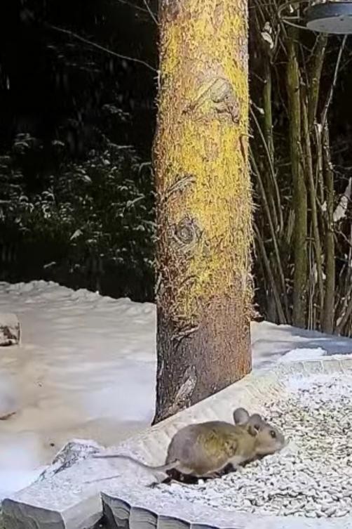 livebirdspoland_ea823482c130301695a5faecd4638a5b.jpg