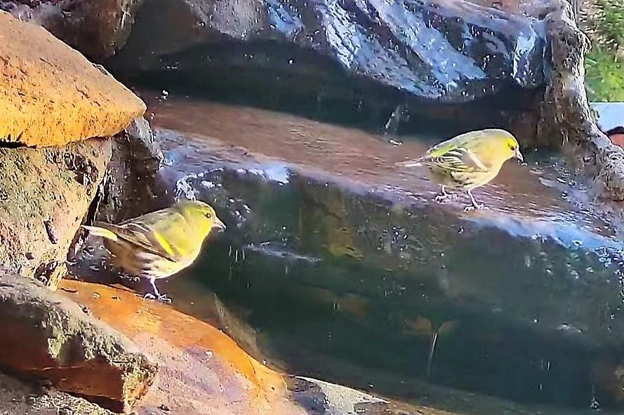 livebirdspoland_c1eef5688154d700f9da23e98c715115.jpg