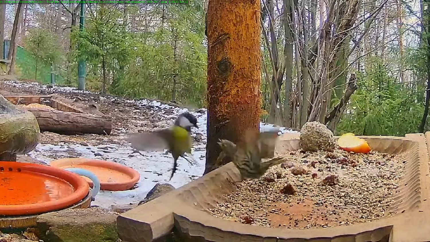 livebirdspoland_a09eb2a2678e3fb235cc09a609c431e7.png