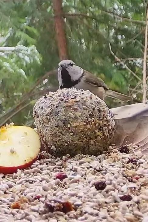 livebirdspoland_75f5585db180a8b99d5b2dcf5edf78cf.jpg