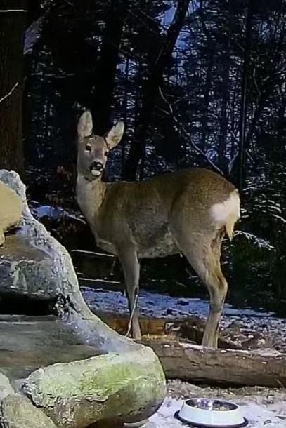 livebirdspoland_8105faf5391847e5e198e84d24144b97.jpg