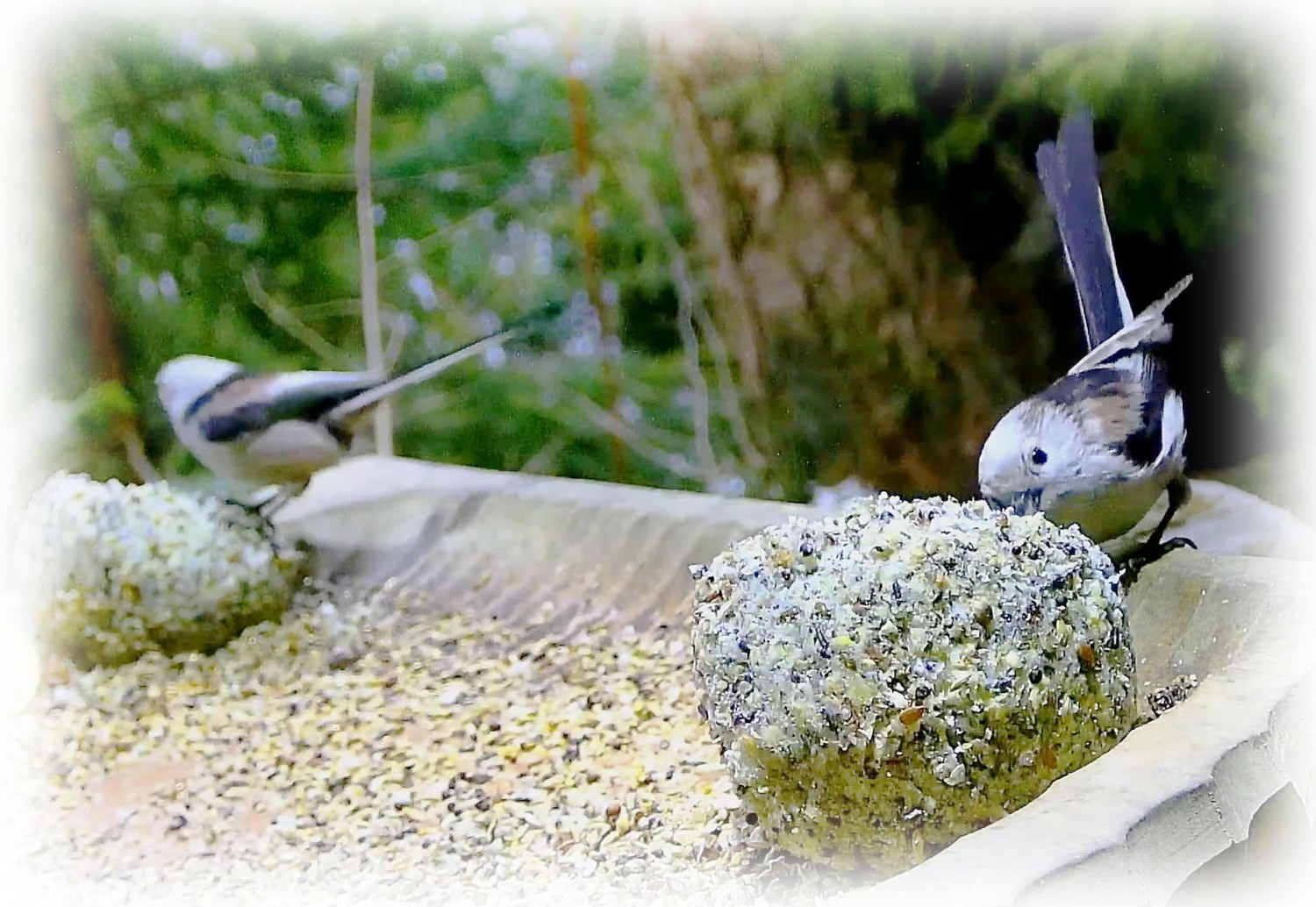 livebirdspoland_74195aae138092955afd6c83e15df398.jpg