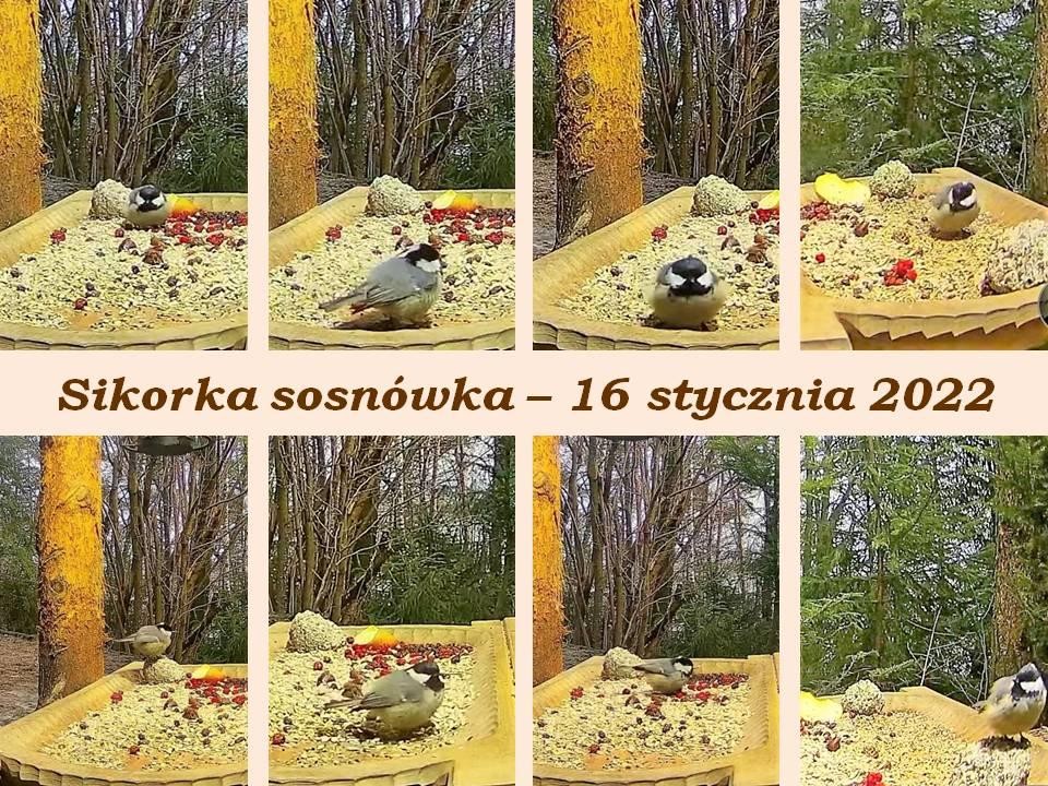 livebirdspoland_5c8e23d8a1edef281e6546a710d10da9.jpg