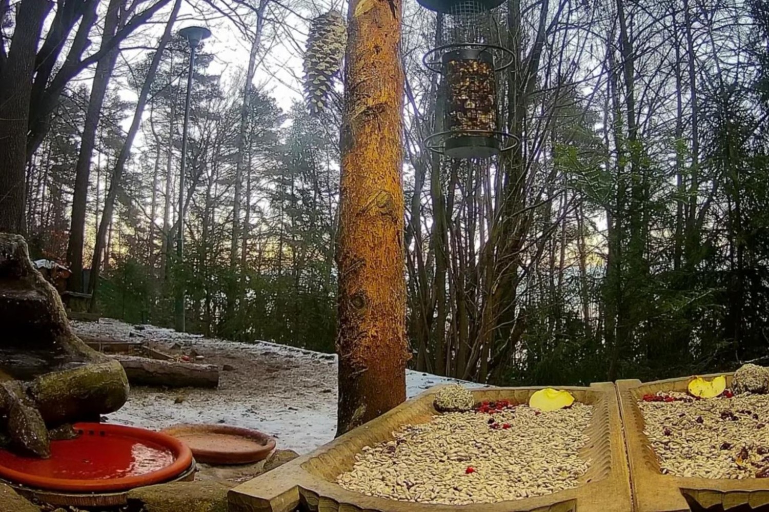 livebirdspoland_25eeb107c2e796b2b21fdb553b4a8f55.jpg