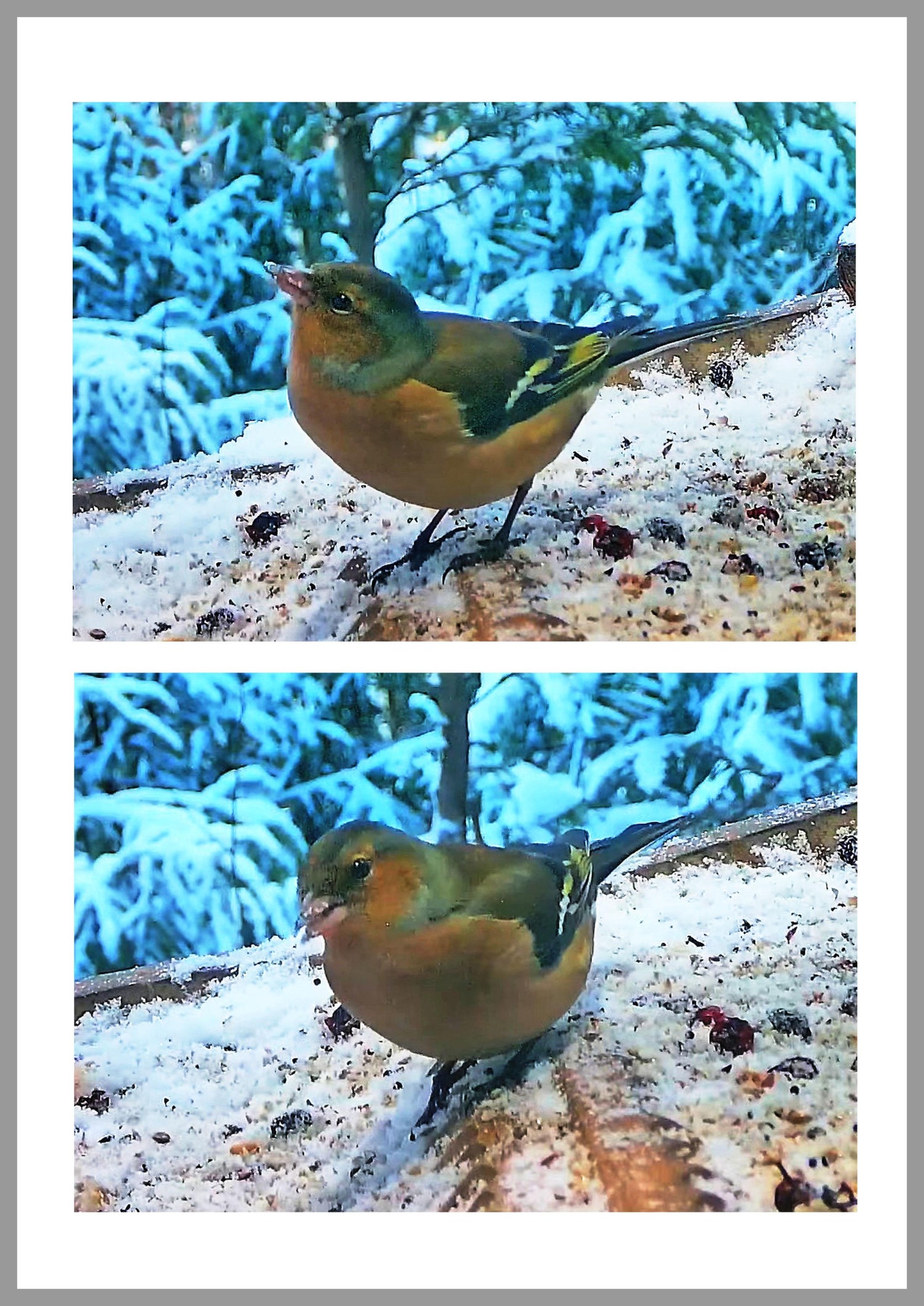 livebirdspoland_256e5aa8585b45c88965d9cfd576d7df.jpg