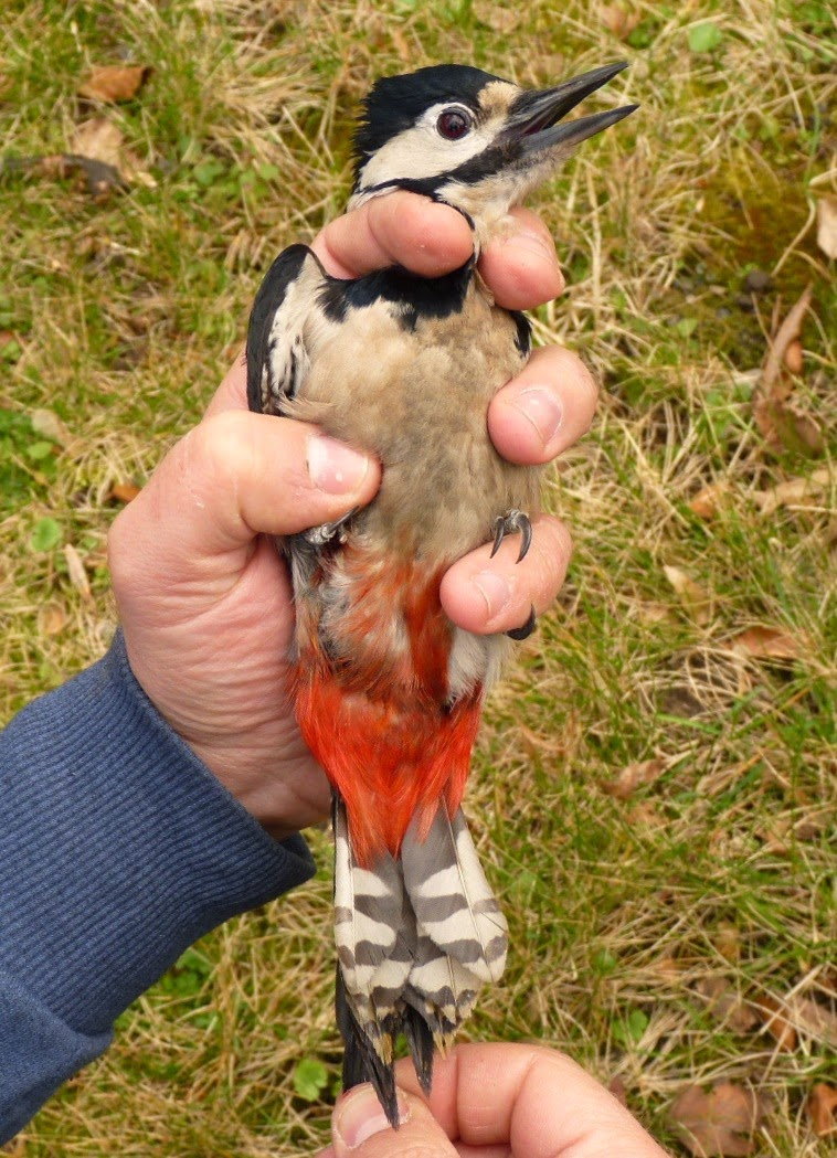 livebirdspoland_c7ff7cd019d82d3ec4f66127bd807119.png