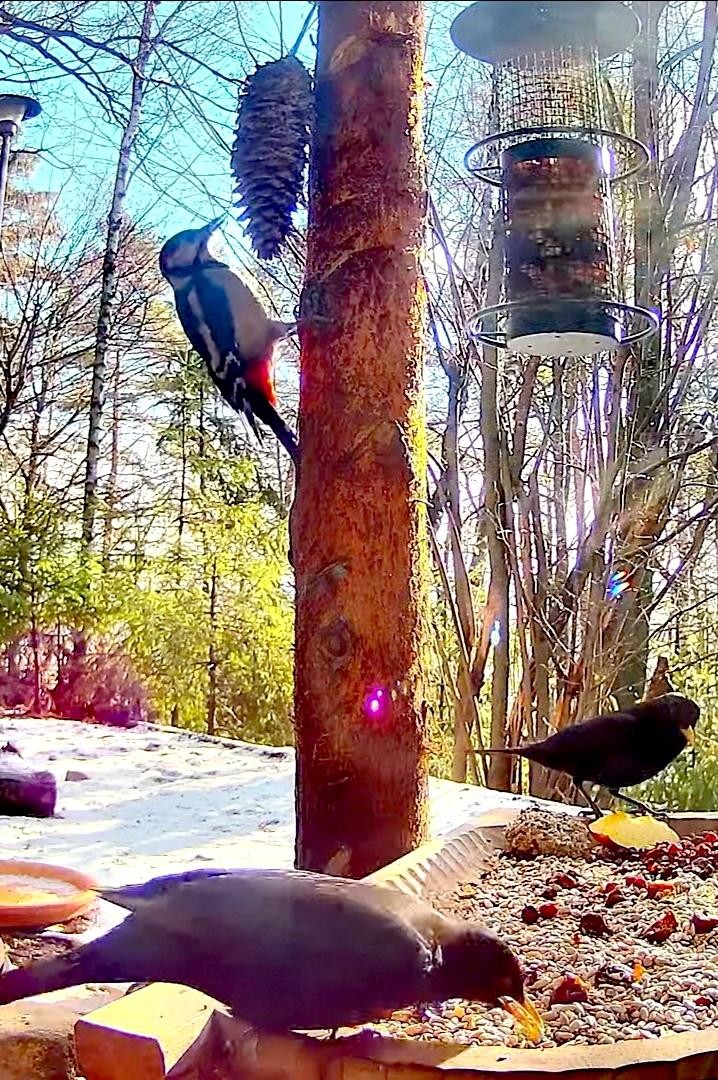 livebirdspoland_661c09c952d4ae2547bef8af3e849833.jpg