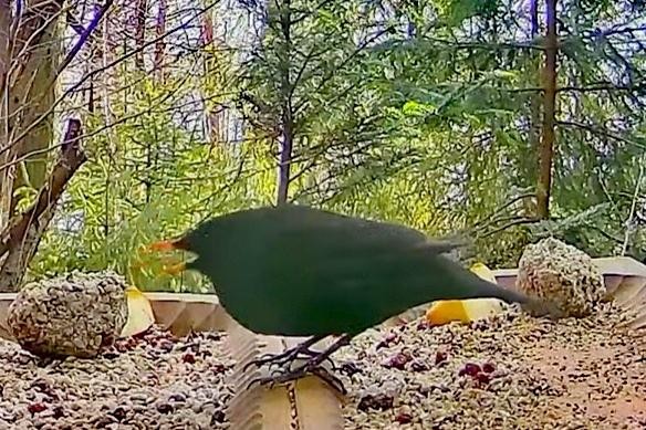 livebirdspoland_f7fed4923c673e52dee50a0725cf42b7.jpg