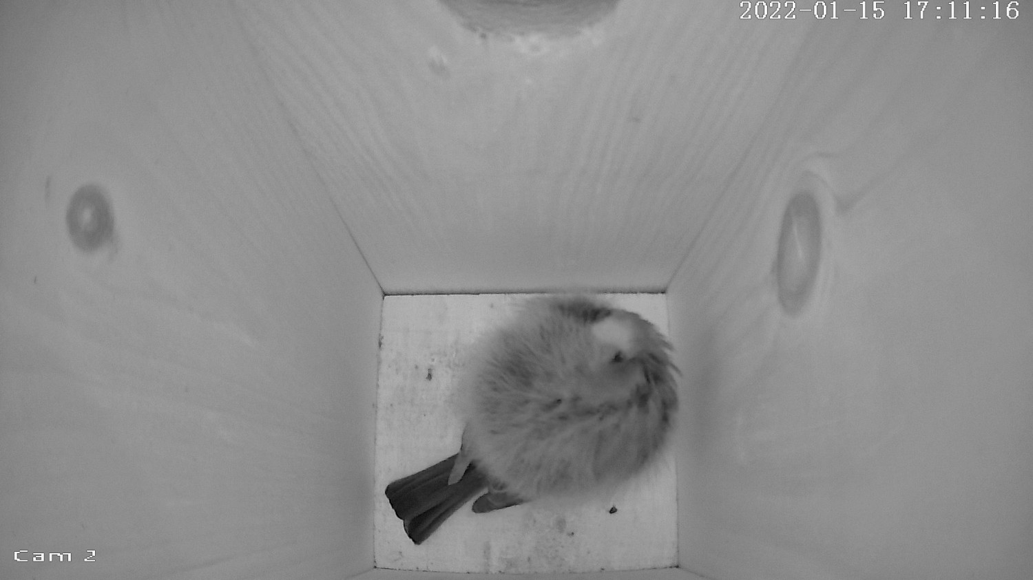 livebirdspoland_87ba3d69ac75ce181bf577aa906da518.jpg