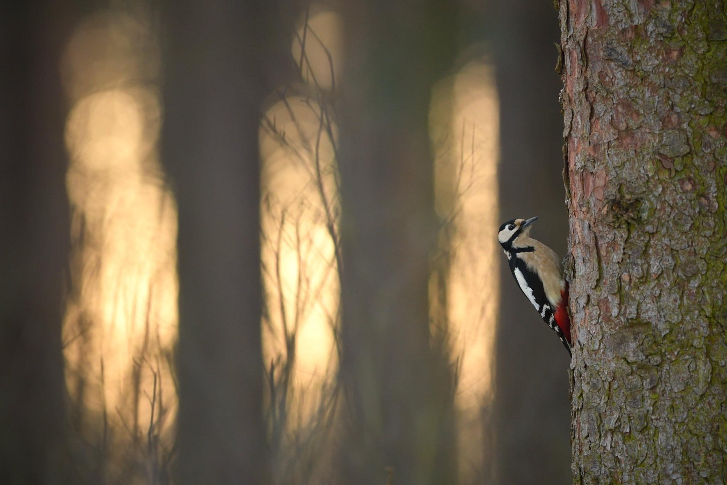 livebirdspoland_f86640f1a3ccc23e37c59b502c74f608.jpg