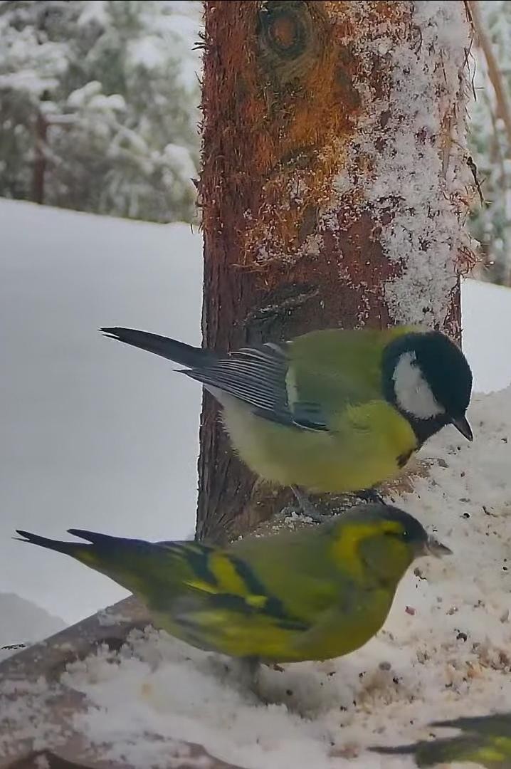 livebirdspoland_1cfe0c36c218c7f53cb0d1ef2fa7f545.jpg