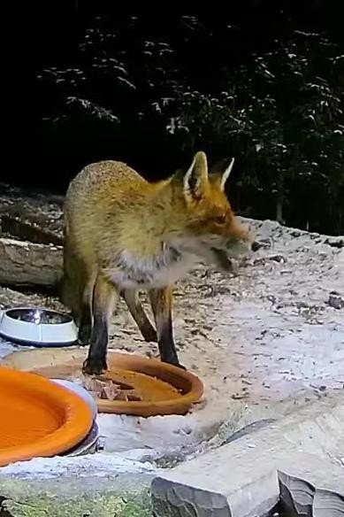 livebirdspoland_baef0078688ec7e53362bd2b1bf3d465.jpg