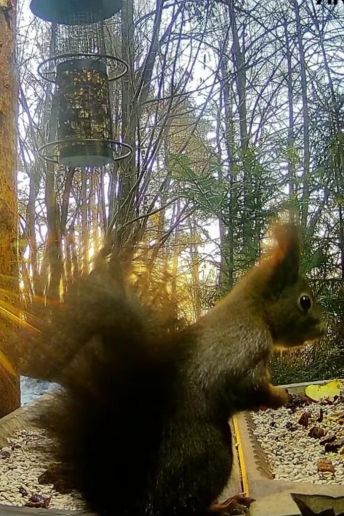livebirdspoland_9dd5ab212de68b675687fd50664f7ae7.jpg