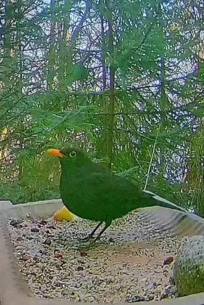 livebirdspoland_f3a93fc87390a3f9564f9e327cc249af.jpg