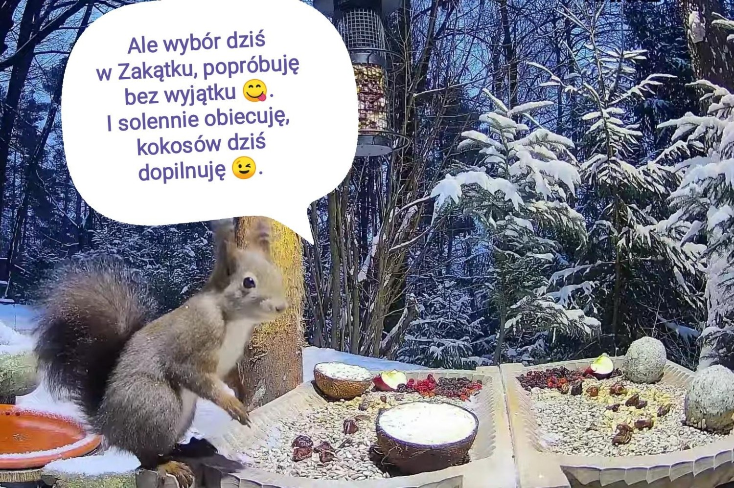 livebirdspoland_062a81015a585c26861c10c787560785.jpg