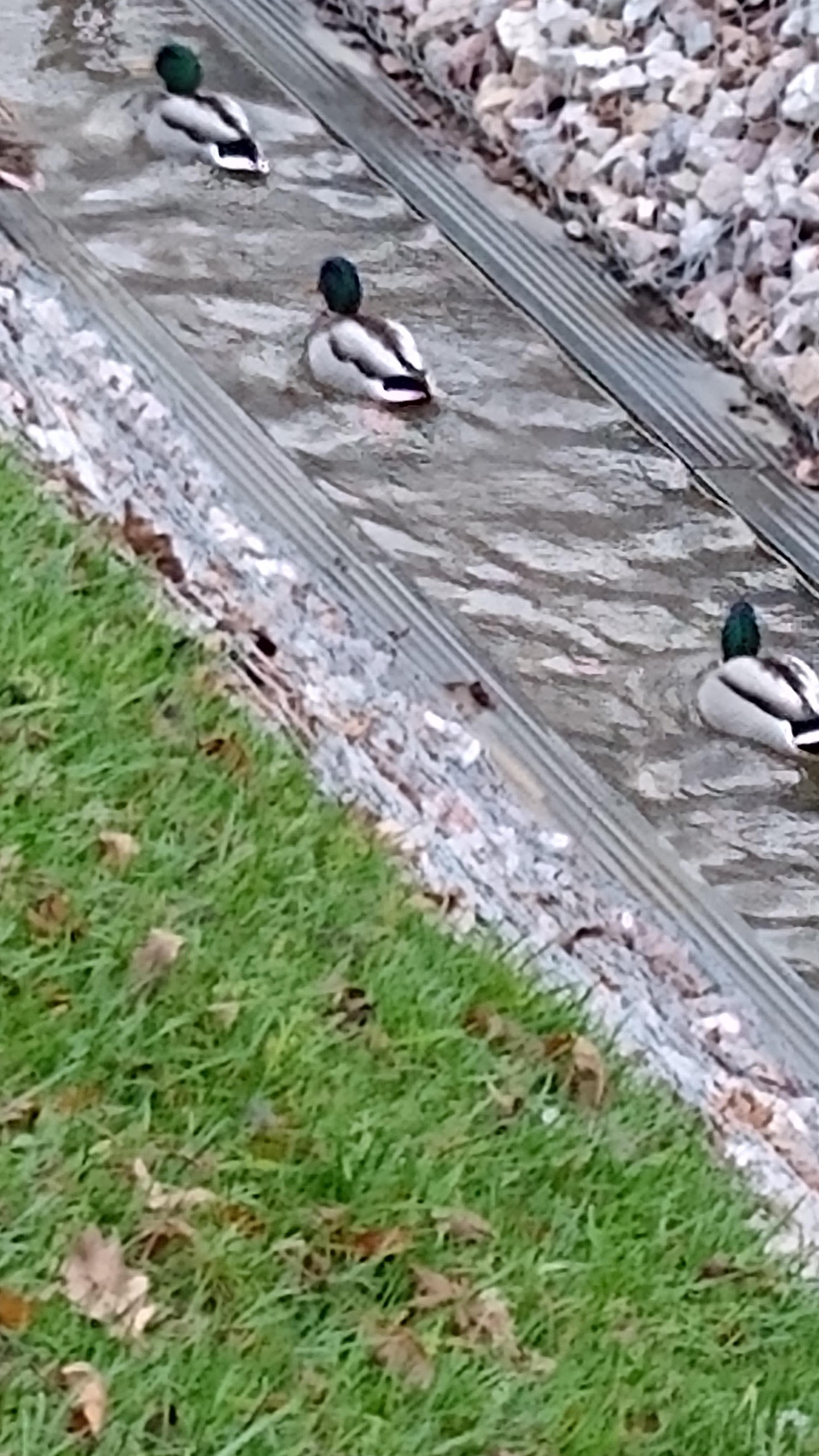 livebirdspoland_f82536782078793d0feccbc17906e0ba.jpg