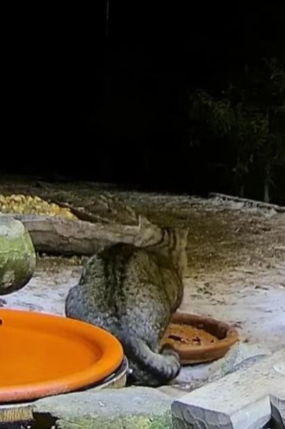 livebirdspoland_268c5d971854a380810b0520635c9ef6.jpg